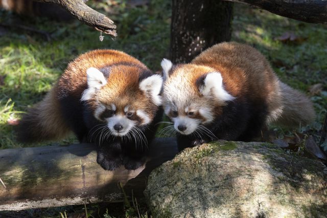 This is a photo of two red panda cubs.